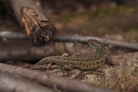 small gray lizard sitting in dry grass
