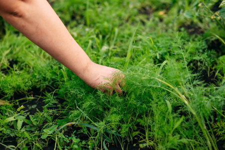 Fresh dill grows in the garden. The womans hands plucked the dill into a bunch. Growing fresh herbs....