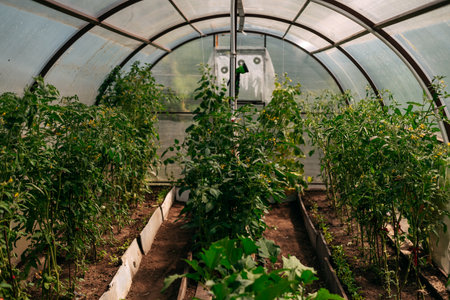 Growing green plants in a greenhouse tied with a rope in a vegetable garden in summerの写真素材