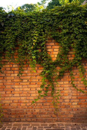 brick wall and climbing plant, liana, maiden grapes, ivy. The entrance to the house is covered with greenery. Italyの写真素材