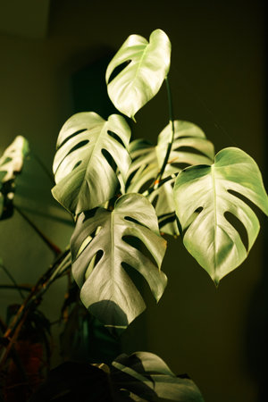 Monstera Deliciosa leaf close up in the garden.の写真素材
