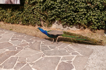 Magnificent Peacock Displays Vibrant Plumage Outdoors. Ambras Castleの写真素材