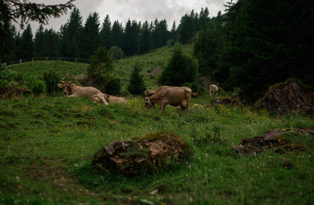 Cow grazing in green grass in front of a mountainous landscape in Switzerland.
