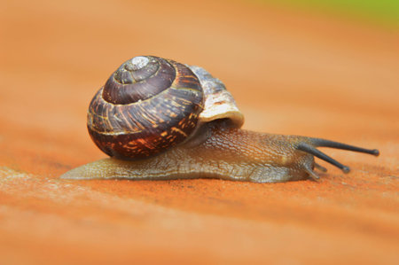 snailの写真素材