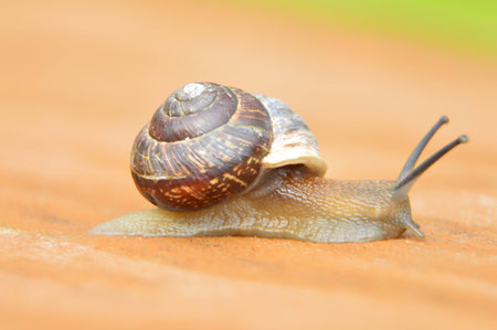 snailの写真素材