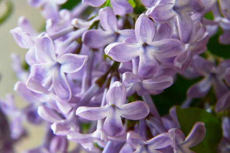 lilac mauve purpleの写真素材