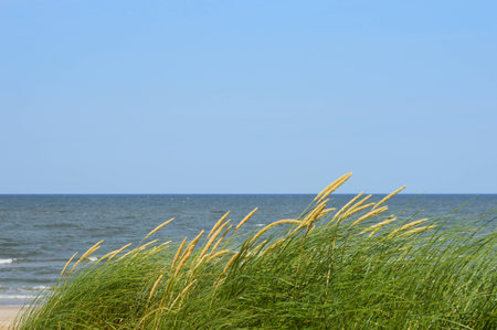 sea plantの写真素材