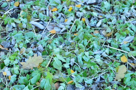 leaves leafの写真素材