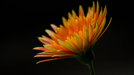 Orange Gerbera flower against a dark backgroundの写真素材