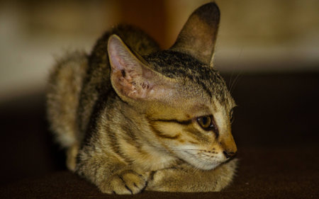 A domesticated catの写真素材