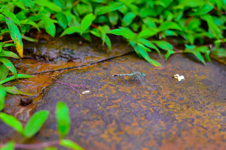 Blue Dragonfly 2の写真素材