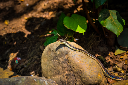 Common Non-Venomous Snakeの写真素材