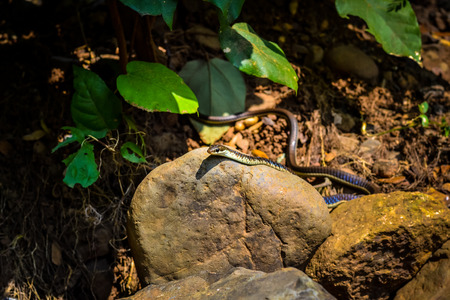 Common Non-Venomous Snakeの写真素材