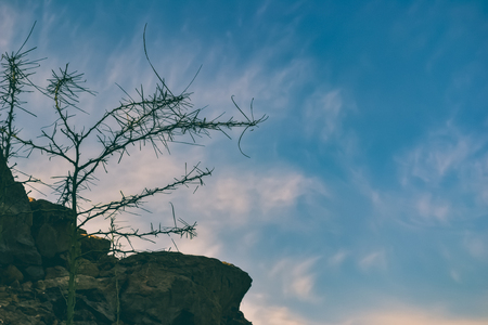 Thorny Bushes and Skyの写真素材