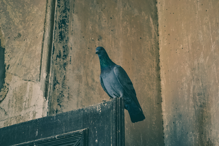 Pigeon Resting on Doorの写真素材