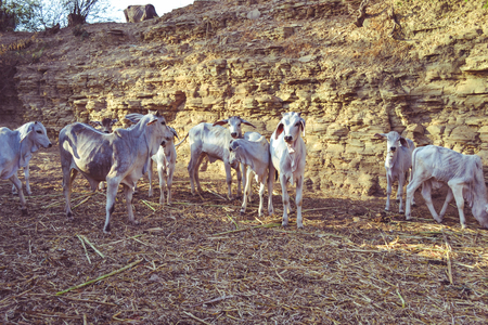 Calves at the dairy farm, herd of baby cows at a farmの写真素材