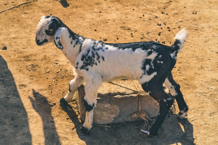 Goat Relaxing in the Sunの写真素材