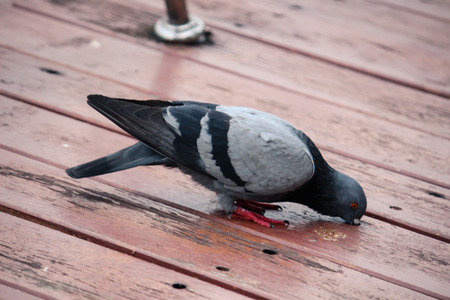 Pigeons in woodの写真素材