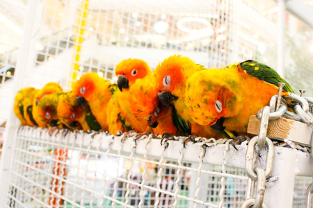 Bird sleepingの写真素材