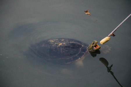 Turtle eating bananaの写真素材