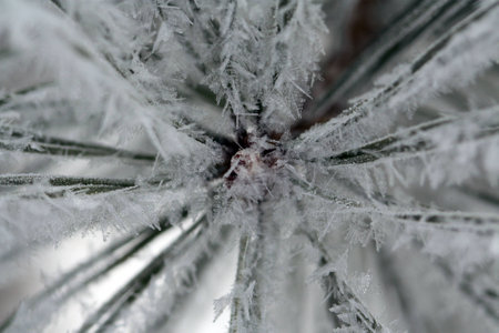 the tip of pine branches in the shape of a flower covered with many snowflakes closeup