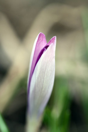 Nice purple Bud of Crocus blossoms in early spring.Macro.の写真素材