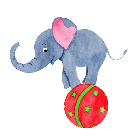 Circus elephant standing on a ball, hand drawn watercolor illustration isolated on the white background.の写真素材