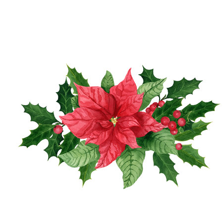 Composition with holly and poinsettia, watercolor Christmas bouquet. Hand-painted watercolor element for decorative Christmas festival, New year invitations, or greeting cards on white backgroundの写真素材