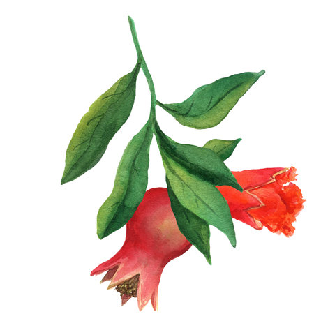 Pomegranate branch with flower and small fruit. Watercolor illustration isolated on white background. Art creative object garnet for menu, textile, card, sticker, wallpaper, wrapping, packagingの写真素材