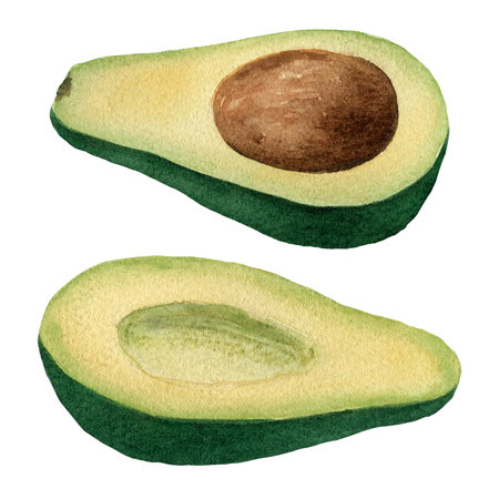 Watercolor avocado set, two half isolated on white background. Realistic food watercolor illustration for cards, postcards, logos, menu and food package designの写真素材