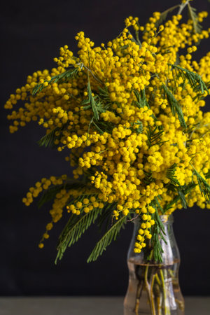 Bouquet of mimosa flowers in vase on black background