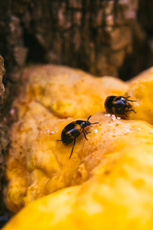 The black beetle on the yellow mushroom. Macro photo. Close-up.