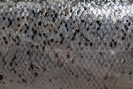 Raw salmon head close-up with detailed texture