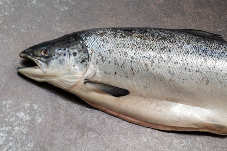 Fresh Atlantic salmon close-up on a black background.の写真素材
