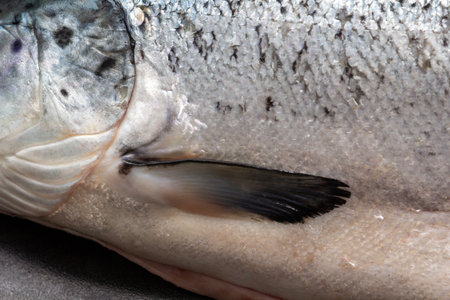 Raw salmon head close-up with detailed texture