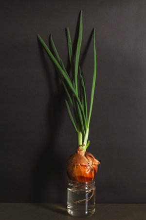 Growing Green Onions at Home