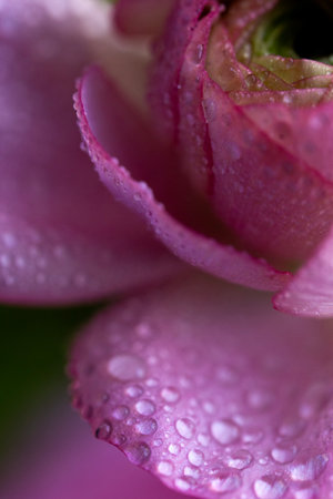 Macro Shot of Ranunculus Petals with Dewdrops