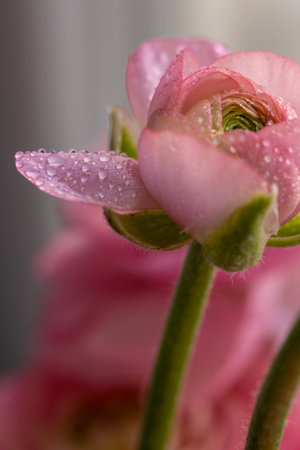 Delicate Ranunculus Petals with Water Droplets