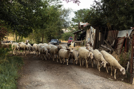 Domestic sheep walking in a group back to their shelter from pasture in the soft evening light, representing simple rural living.の写真素材