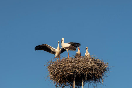 White storks with their young gather in a large, intricate stick nest against a clear blue sky. An adult stork impressively spreads its wings, perhaps arriving or stretching, while others observe.の写真素材