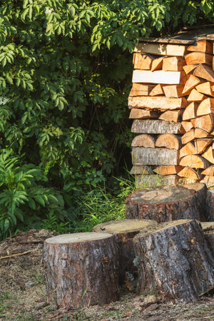 A neatly stacked pile of firewood stands next to recently cut tree stumps, ready for use. Lush green foliage forms a vibrant natural background, highlighting the rustic outdoor scene.の写真素材