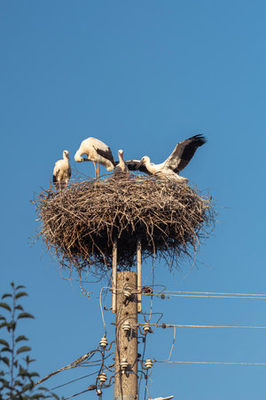 White storks rest in a nest on an old utility pole, silhouetted against a clear blue sky. A common rural sight.の写真素材
