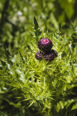 Close-up: Vibrant purple thistle buds with spiky green foliage. Hardy wild plant thriving in Bulgaria's rugged Pirin National Park mountains.の写真素材