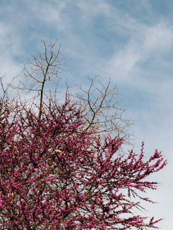 A Beautifully Blossoming Redbud Tree Stands Tall Majestically Against a Clear Blue Sky Aboveの写真素材