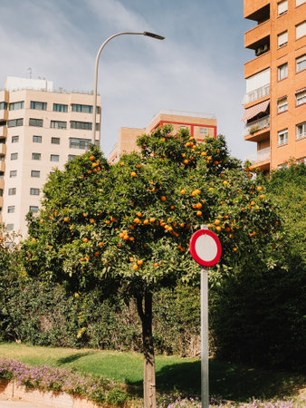 A Vibrant Orange Tree Stands Out Beautifully Near Urban Buildings and Landscapesの写真素材