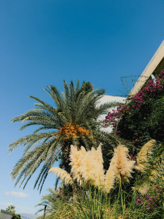 Lush palm trees, pampas grass, and blooming shrubs flourishing beneath azure skies, creating serene...