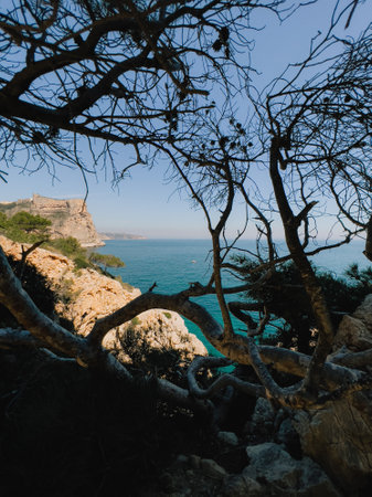 Rocky Spanish coastline featuring gnarled trees framing turquoise waters against dramatic cliffside landscape, highlighting coastal wilderness and natural texturesの写真素材