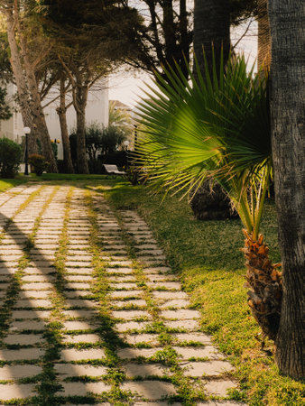 Stone pathway meandering through verdant garden, palm trees surrounding grassy terrain, sunset rays illuminating peaceful landscape with elongated, soft shadowsの写真素材