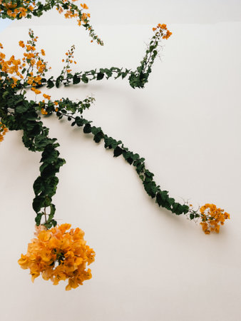 Bougainvillea plant. Bougainvilleas vibrant yellow flowers and green leaves create striking contrast against clean white wall, adding touch of natural beauty and elegance to architectural simplicityの写真素材