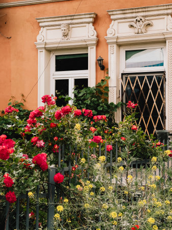 Red roses growing in front of orange house with white window frames. Red and pink roses and other flowers are growing in a garden in front of a house with orange walls and white window framesの写真素材
